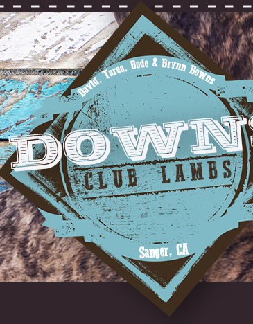 Downs Club Lambs